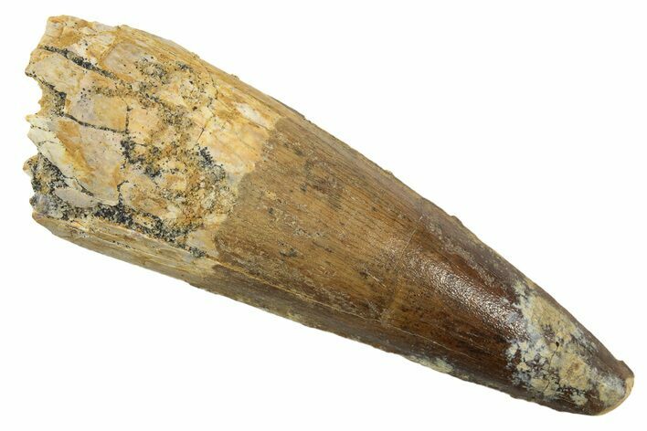 Fossil Spinosaurus Tooth - Real Dinosaur Tooth #344540